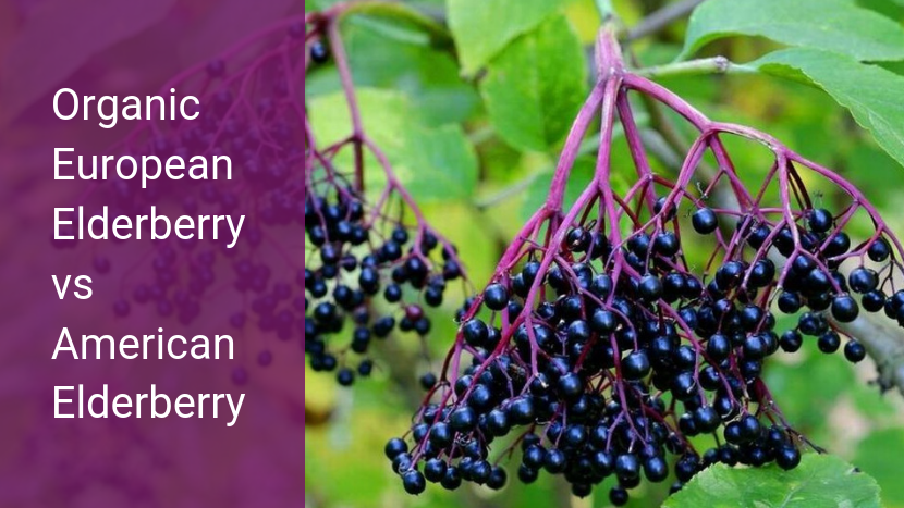 Organic European Elderberry vs American Elderberry — Key Questions To Ask Before You Buy